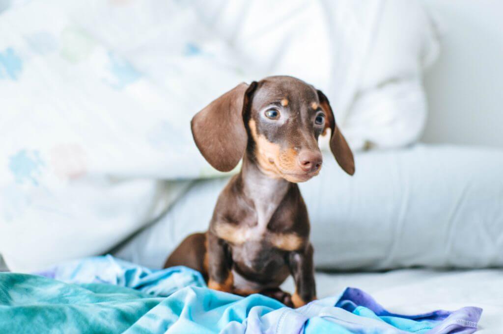 Dachshund-is-in-his-bed