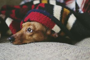 dachshund-hiding-from-training