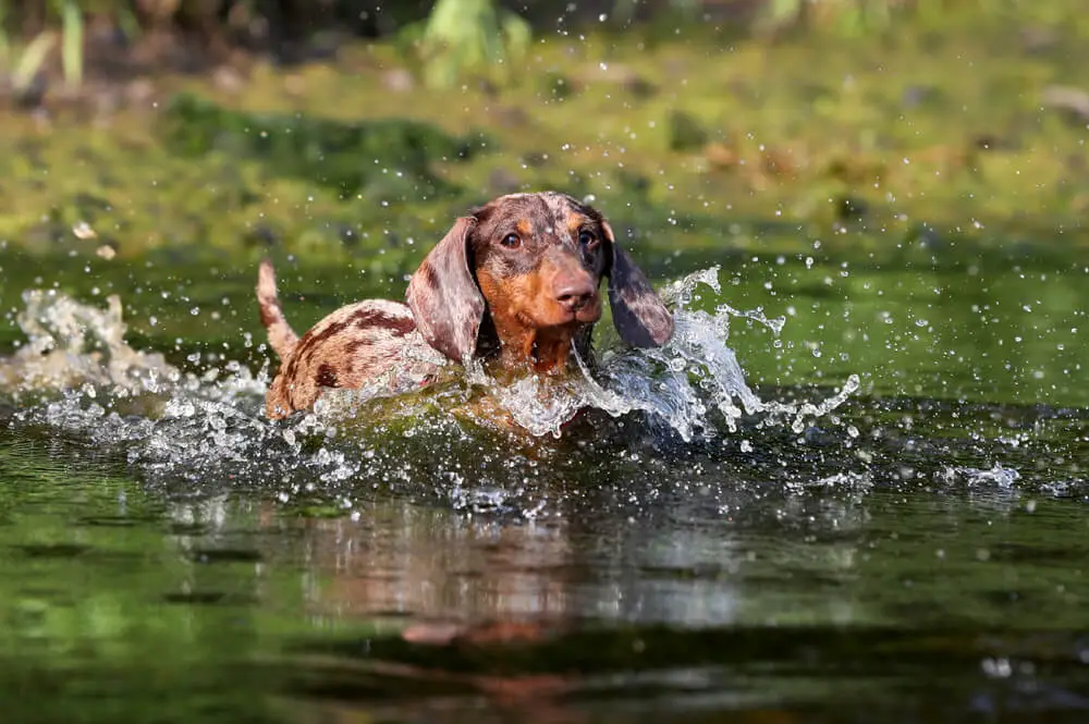 dachshund-puppy-swimming-in-water