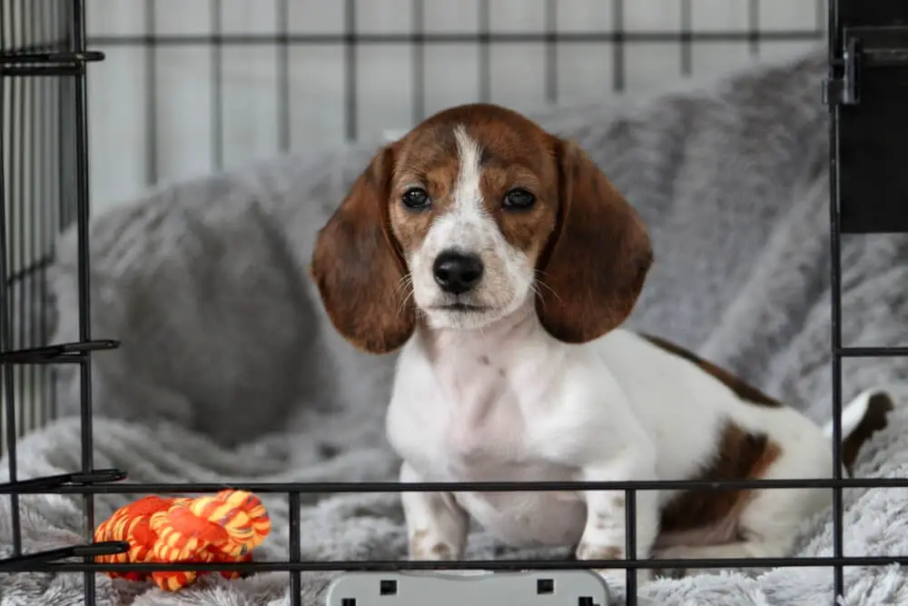 dachshund-puppy-that-sitting-crate