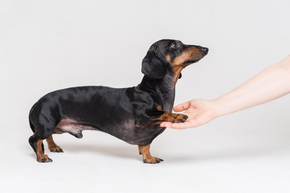 dachshund-training-giving-his-paw