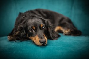 groomed dachshund