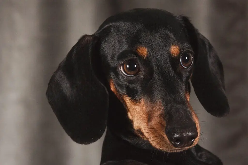 miniature dachshund is a bit more beautiful than standard dachshund