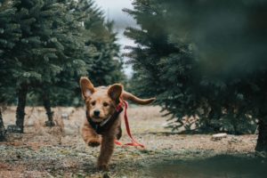 my-running-goldendoodle-is-not-hypoallergenic-at-all