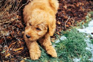 not sure if this is f1 or f1b goldendoodle