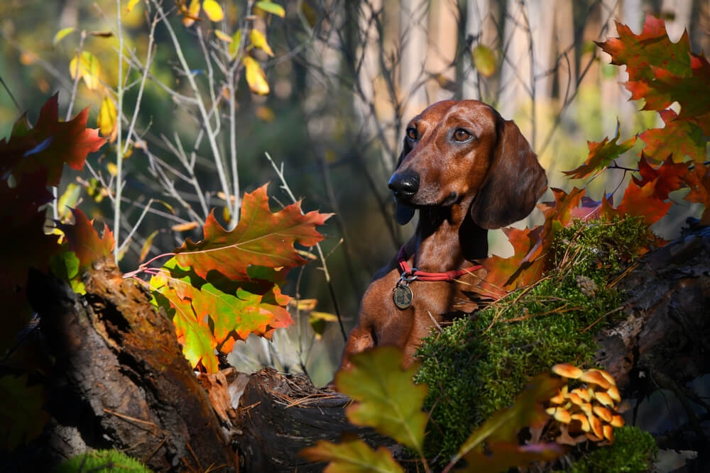 red-dach-stands-in-the-forest-hunting