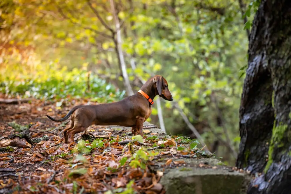 red-dachshund-in-the-forest-hunting