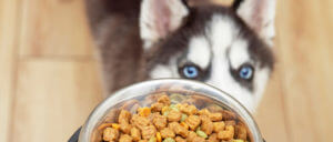 cute-little-husky-puppy-home-waiting-for-food