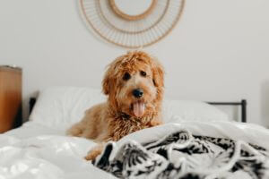 goldendoodle lying on bed definitely need a brush