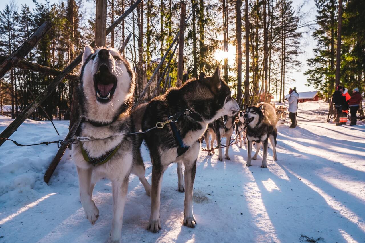 huskies howling in living room