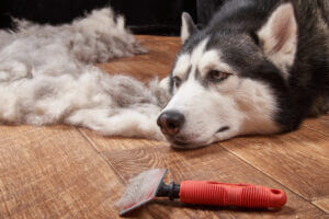 husky-dog-moulting-big-pile-of-fur