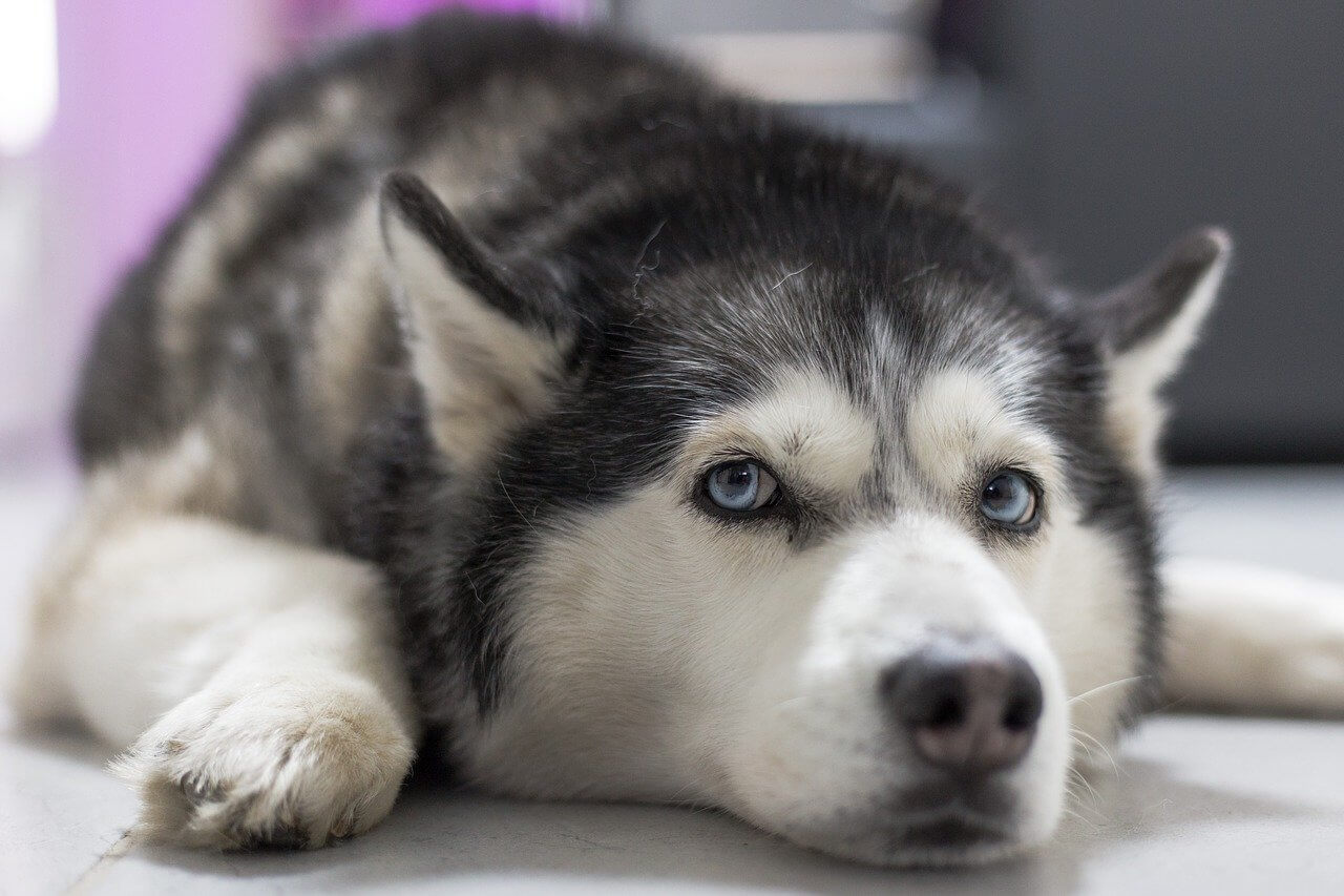 How Much Do Huskies Shed? When Do Huskies Shed The Most?