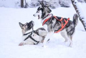 husky with pulling harness