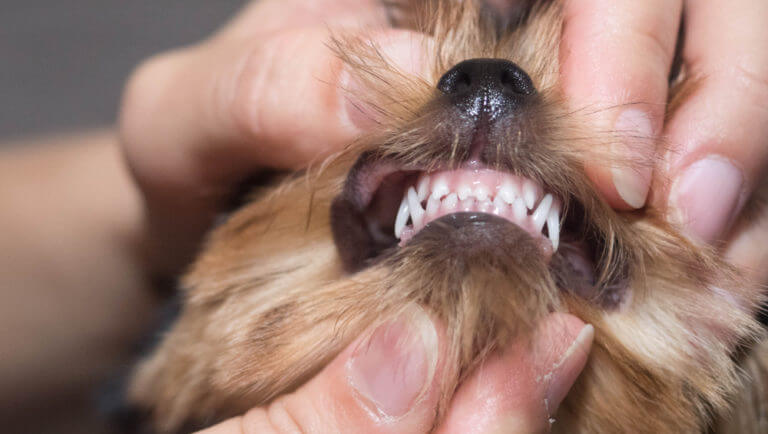 Stop Your Yorkie Teeth From Falling Out The Ultimate Guide