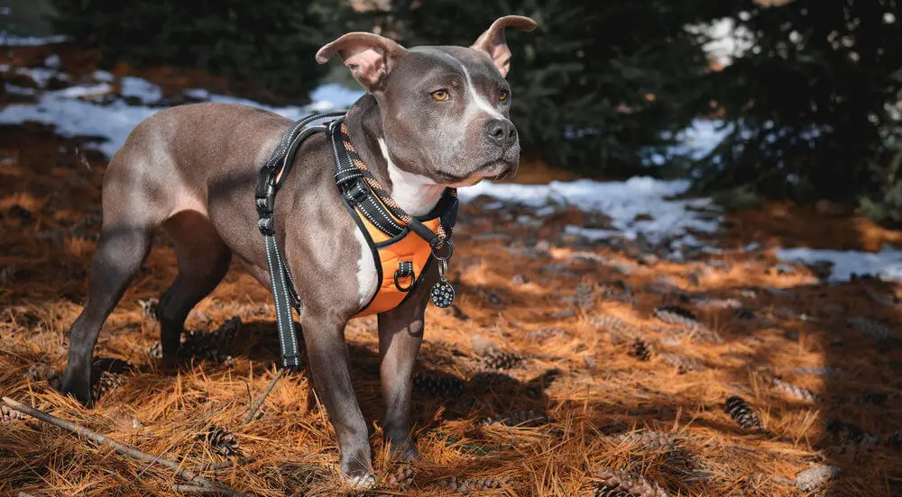 gray-pit-bull-dog-wearing-orange-dog-harness