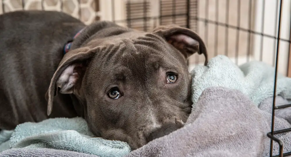 pitbull-puppy-lays-blankets-in-dog-crate