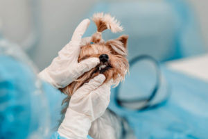 veterinarian-checking-yorkie-teeth