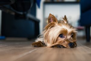 yorkie-is-sad-as-he-got-diarrhea-with-no-treatment