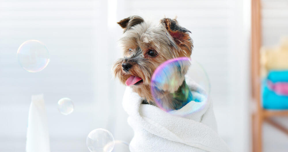yorkie-puppy-surrounded-by-soap-bubbles-from-shampoo