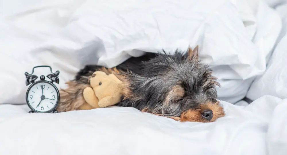 yorkshire-terrier-puppy-sleeps-toy-bear