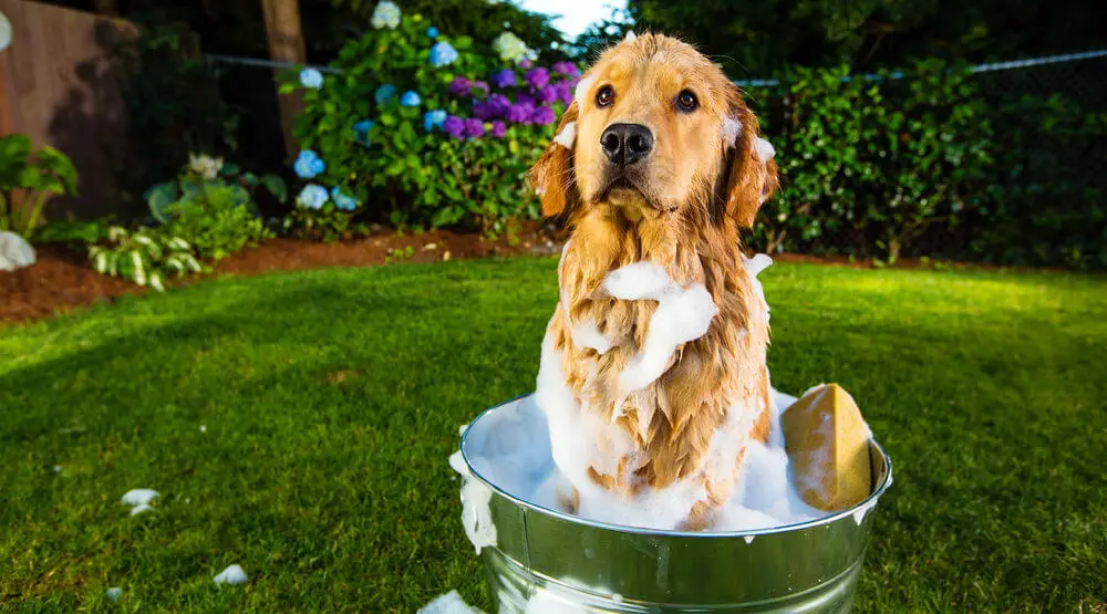bath-time-golden-retriever-dog-with-shampoo
