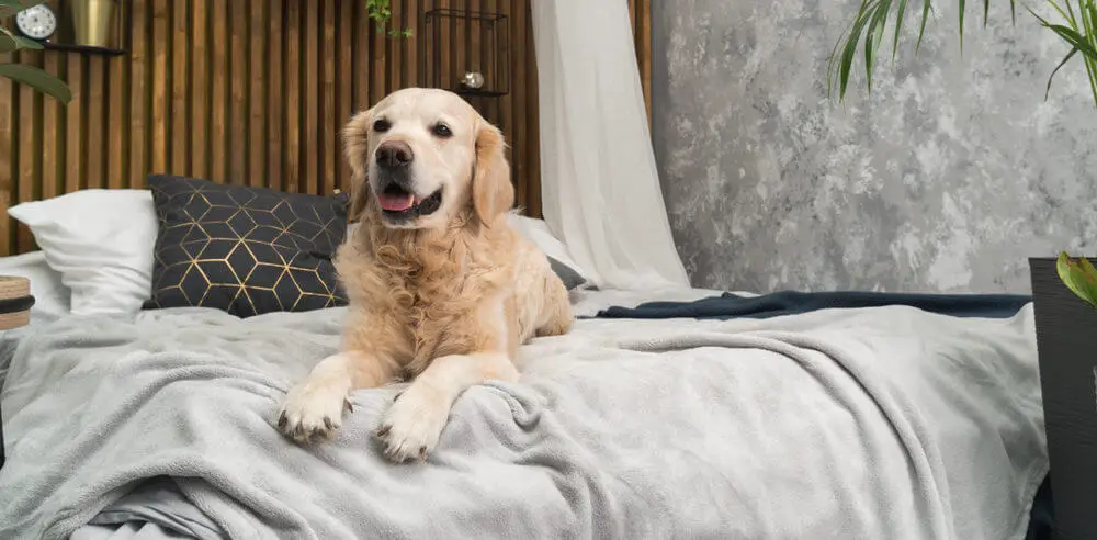 golden-retriever-pure-breed-puppy-dog-on-bed