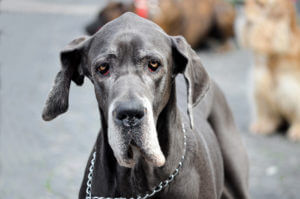 great-dane-old-dog-senior-aggressive-look
