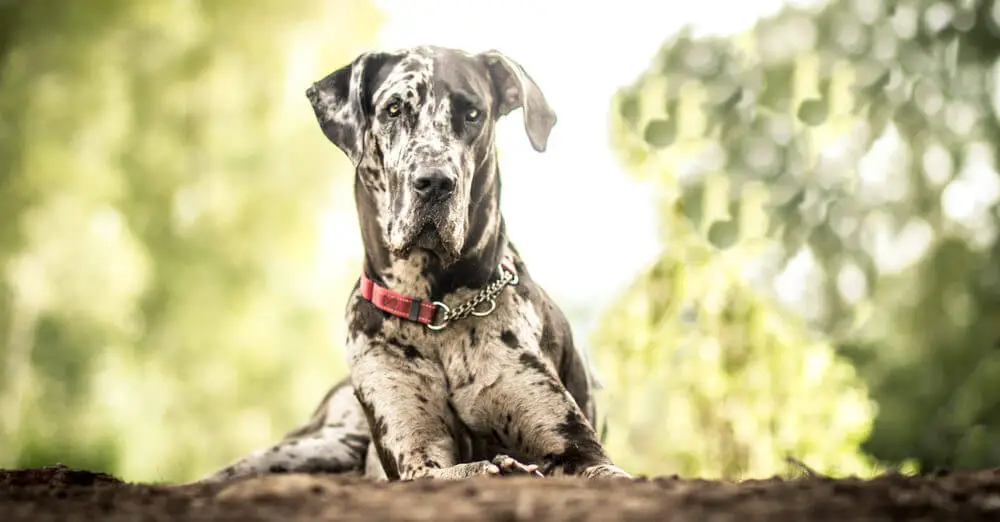 great-dane-with-red-collar