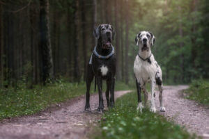 mating-great-danes-soon-in-heat-cycles