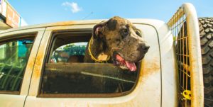 my-great-dane-is-not-shedding-in-car