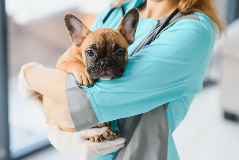 pregnant-french-bulldog-and-vet