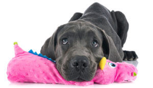 puppy-great-dane--playing-with-toy