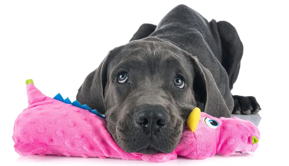 puppy-great-dane--playing-with-toy