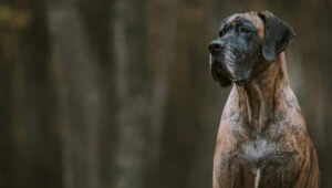 this european great dane is different if you compare to american great dane