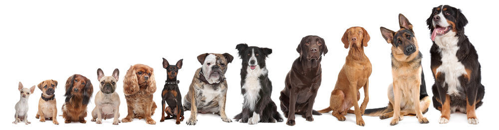 various-dog-breeds