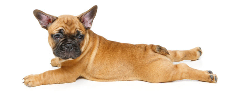 Do French Bulldogs Have Tails? Let’s Crack The Myth!