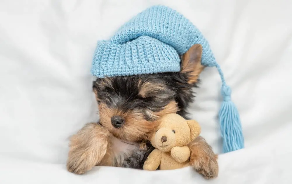cute-yorkshire-terrier-puppy-in-bed