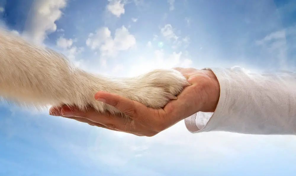 dog-paw-woman-hand-euthanized