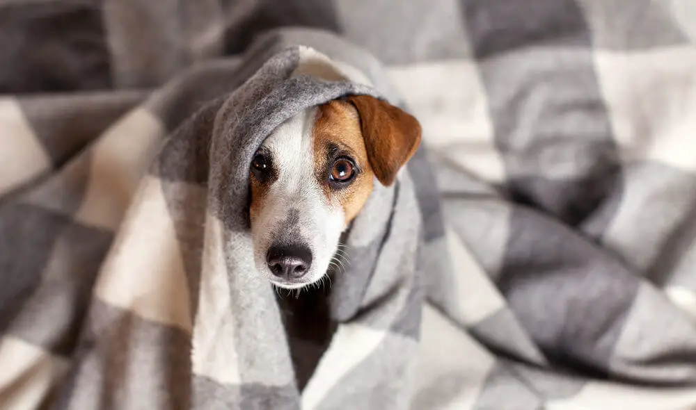 dog-under-plaid-pet-warms-blanket