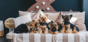 four-yorkshire-terriers-with-ears-standing-up