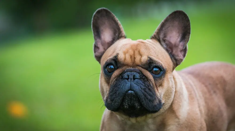 french-bulldog-with-beautiful-ears-posing-outside