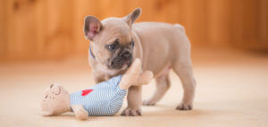 french-bulldog-with-puppy-toy