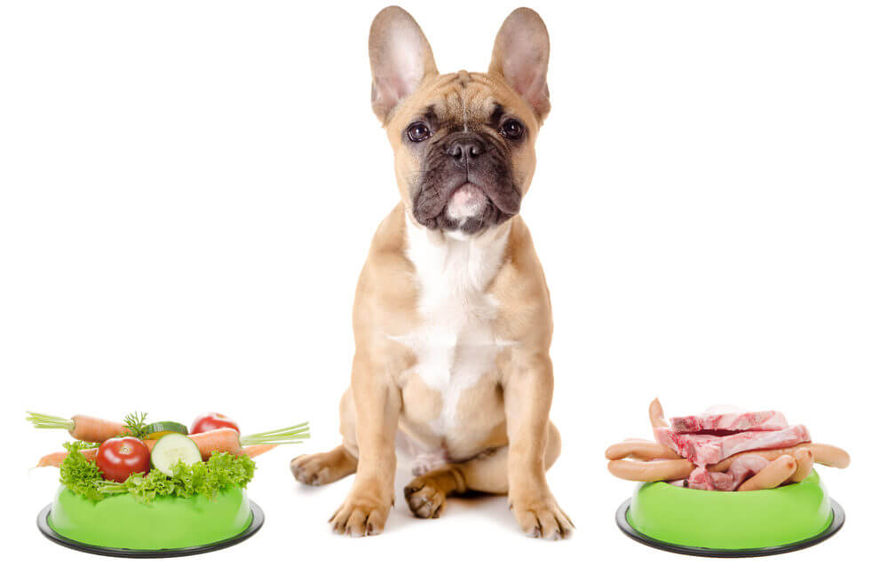 frenchie-with-two-dog-bowls