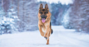 german-shepherd-dog-running-in-winter-snow