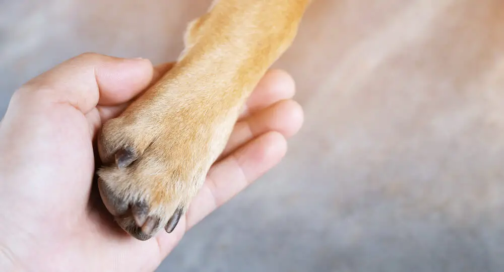 owner-petting-his-dog-hands-holding