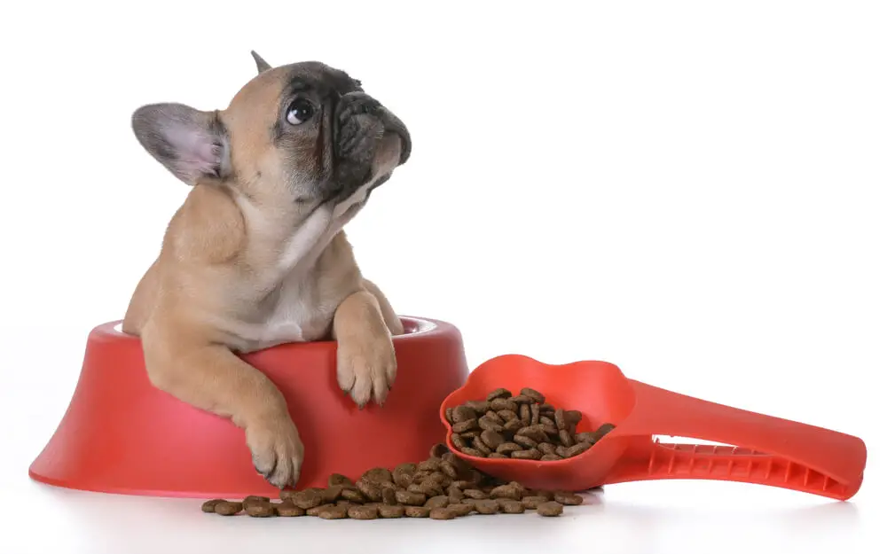 puppy-nutrition-french-bulldog-inside-dog-bowl