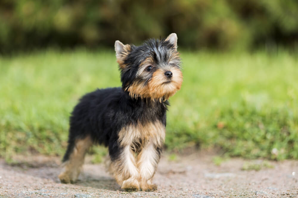 Do Yorkies Have Tails Naturally? Yorkie Tail Docking 101