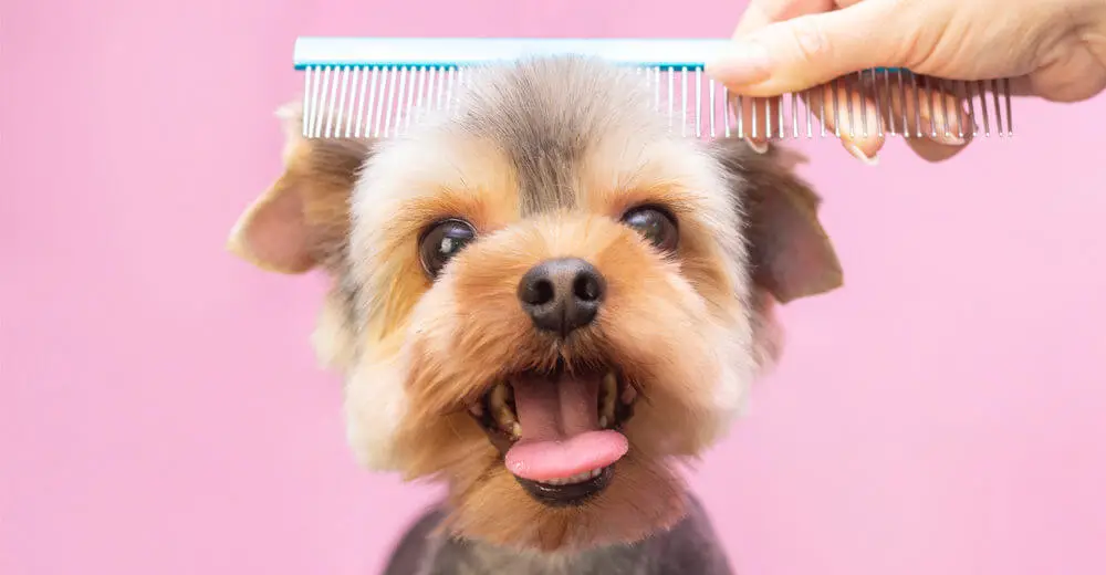 small-yorkie-puppy-getting-haircut-and-brushing-with-brush