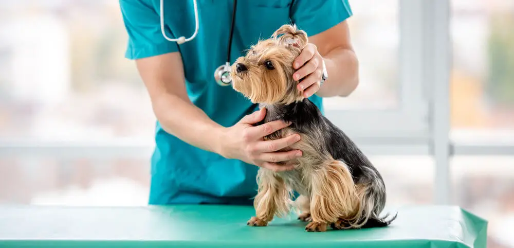 veterinarian-examining-yorkshire-terrier-that-is-shaking