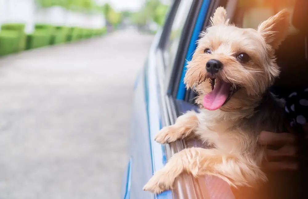yorkie-smiling-and-barking-in-the-car